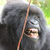  Smiling Gorilla (Congo)